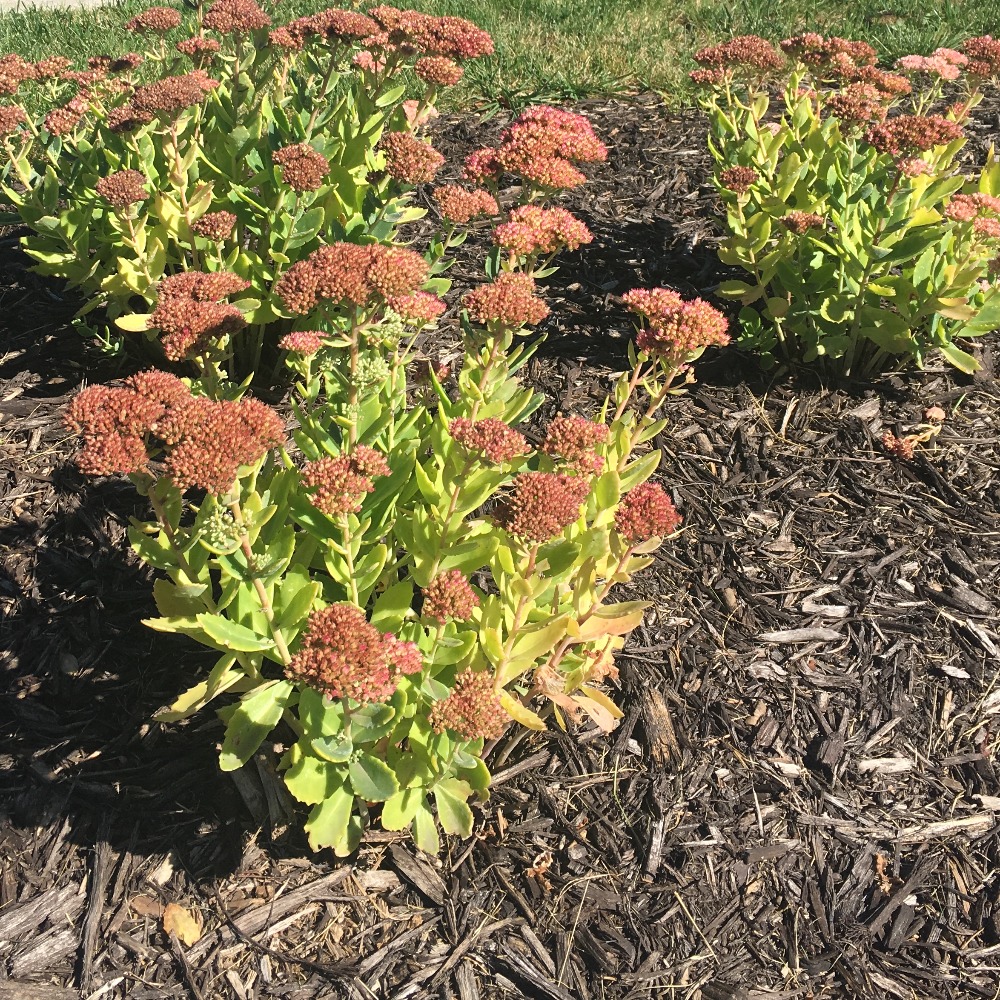 Meet your Posher, Sahra